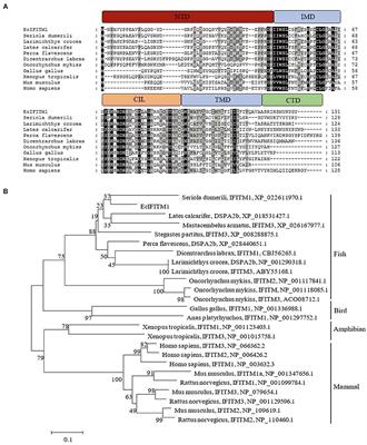 Grouper Interferon-Induced Transmembrane Protein 1 Inhibits Iridovirus and Nodavirus Replication by Regulating Virus Entry and Host Lipid Metabolism